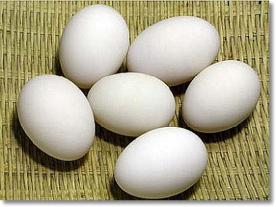 낙동강오리알 이미지