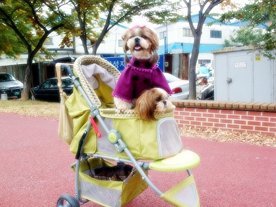 룰루랄라 이미지