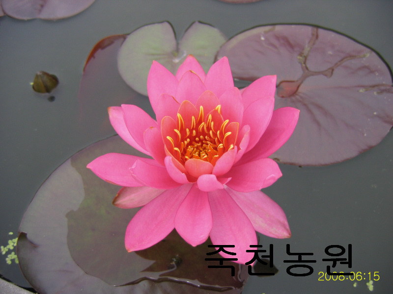 어레이 이미지