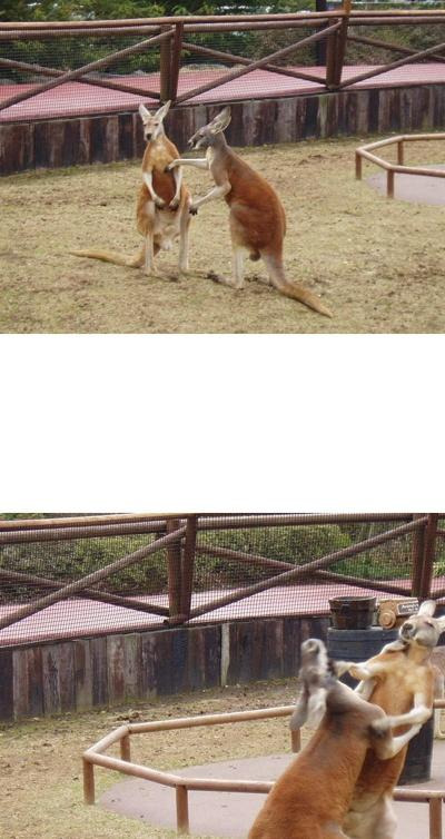 앙 이미지